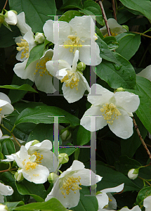 Picture of Stewartia malacodendron 