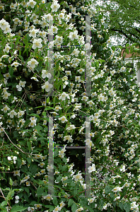 Picture of Stewartia malacodendron 