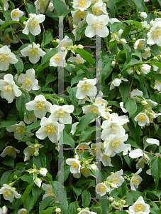 Picture of Stewartia malacodendron 