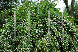 Picture of Stewartia malacodendron 