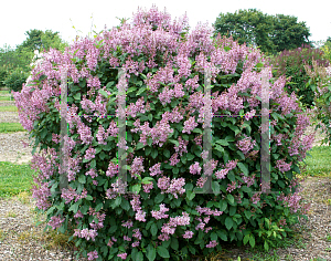 Picture of Syringa villosa 