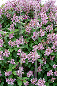 Picture of Syringa villosa 