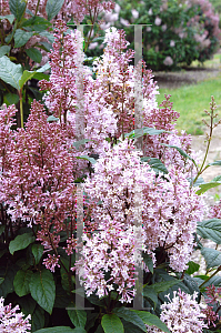 Picture of Syringa x prestoniae 'Minuet'