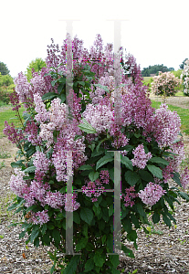 Picture of Syringa x prestoniae 'Minuet'