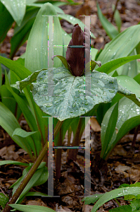 Picture of Trillium cuneatum 