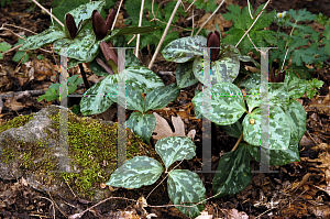 Picture of Trillium cuneatum 