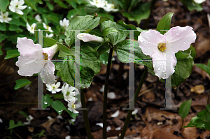 Picture of Trillium grandiflorum 