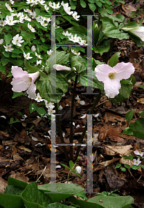 Picture of Trillium grandiflorum 