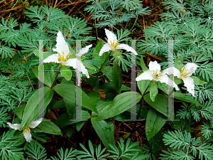 Picture of Trillium pusillum 