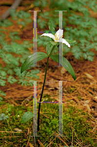 Picture of Trillium pusillum 