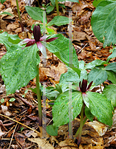 Picture of Trillium stamineum 