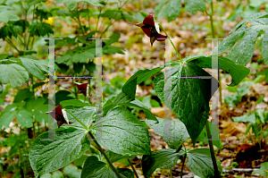 Picture of Trillium sulcatum 