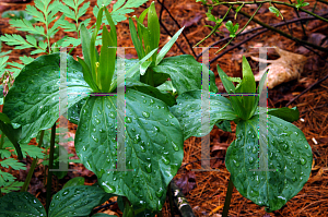 Picture of Trillium viride 