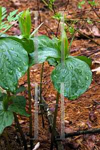 Picture of Trillium viride 