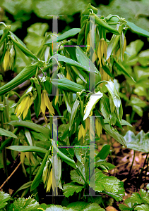 Picture of Uvularia grandiflora 