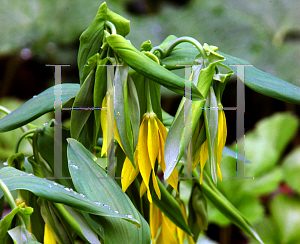 Picture of Uvularia grandiflora 