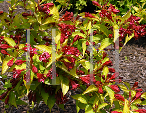 Picture of Weigela florida 'Rubidor'