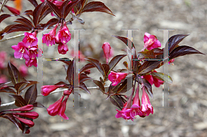 Picture of Weigela florida 'Alexandra (Wine & Roses)'