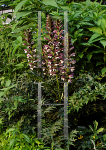 Picture of Acanthus mollis 