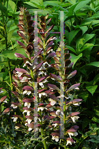 Picture of Acanthus mollis 