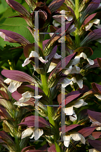 Picture of Acanthus mollis 