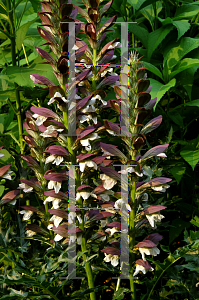 Picture of Acanthus mollis 