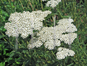 Picture of Achillea millefolium 'Snowsport'