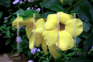 Picture of Allamanda cathartica 'Hendersonii'