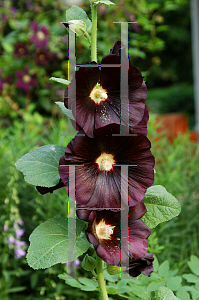 Picture of Alcea rosea 'Nigra'