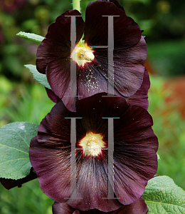 Picture of Alcea rosea 'Nigra'