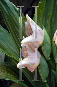 Picture of Anguloa uniflora 