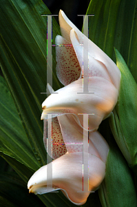 Picture of Anguloa uniflora 