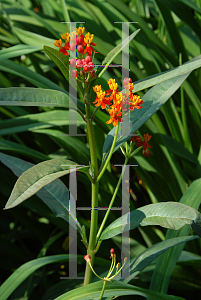 Picture of Asclepias curassavica 
