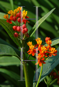 Picture of Asclepias curassavica 