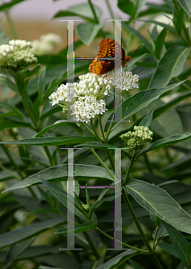 Picture of Asclepias incarnata 'Ice Ballet'