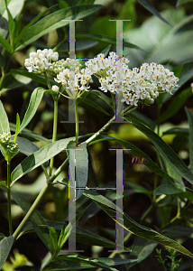 Picture of Asclepias incarnata 'Ice Ballet'