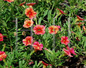 Picture of Calibrachoa  'USCALI53M (Tequila Sunrise)'