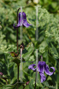 Picture of Clematis integrifolia 