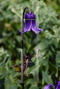 Picture of Clematis integrifolia 