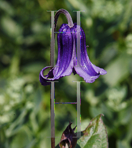 Picture of Clematis integrifolia 