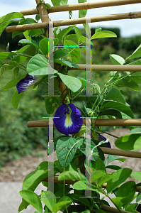 Picture of Clitoria ternatea 