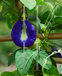 Picture of Clitoria ternatea 