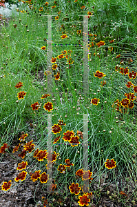 Picture of Thelesperma burridgeanum 'Philippine'