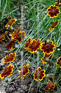 Picture of Thelesperma burridgeanum 'Philippine'