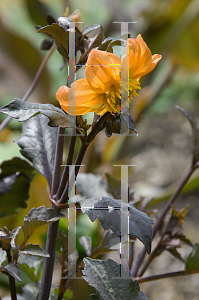 Picture of Dahlia  'Yellow Hammer'