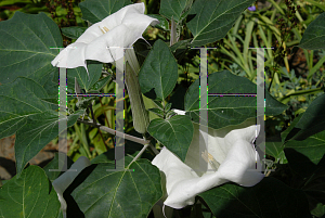 Picture of Datura stramonium 