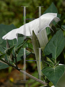 Picture of Datura stramonium 