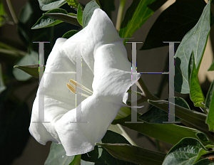 Picture of Datura stramonium 