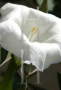 Picture of Datura stramonium 