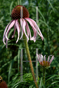 Picture of Echinacea pallida 